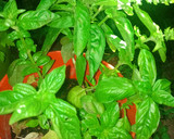 Foto del paso 2 de la receta: Tostaditas caprese (queso, tomate y albahaca)