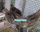 Foto langkah ke 1 dari resep Semur Burung Puyuh.