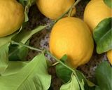 Une image de l'étape 1 de 🍋Cake moelleux au citron 🍋.