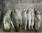 Hình bước làm 1 của món Cá Trác Kho Thơm Cà