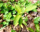 Hình bước làm 1 của món 🌱 Canh Nấm Mỡ Đậu Hủ Lá É (Vegan)