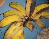 Foto langkah ke 1 dari resep Pisang Goreng Pasir Crispy.