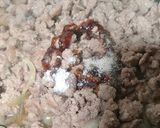 Foto langkah ke 3 dari resep Buncis Siram Daging.