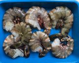 Foto langkah ke 1 dari resep Udang Bakar Pedas Manis.