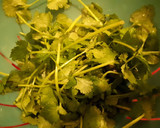 Foto del paso 4 de la receta: Crema de zanahoria y cilantro