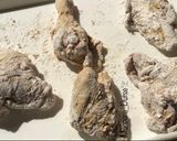 A picture of step 4 of Southern Fried Chicken.
