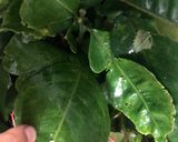 Hình bước làm 1 của món Nước Lá Xông - Bài Thuốc Dân Gian Đánh Bay Cảm Cúm - Anti Covid