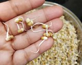 A picture of step 1 of Sprouted Moth Beans Salad.