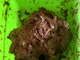 Cocadas de oreo