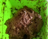 Foto del paso 1 de la receta: Cocadas de oreo