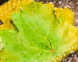 Foto del paso 1 de la receta: Salmón en Evolución - En Hojas de Parra con Suero Costeño, Salmón Skin Y Tartar