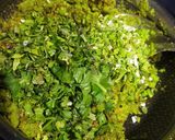 A picture of step 5 of Fresh tuvar kachori paratha.