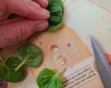 Foto del paso 4 de la receta: Ensalada de calabacín o zucchini con nueces al pimentón 🇹🇷 Ensalada turca