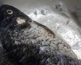 Foto langkah ke 1 dari resep Pepes ikan.