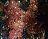 Foto langkah ke 2 dari resep Sambal jengkol #berburucelemekemas #revolusi2019.