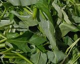 Foto langkah ke 1 dari resep Tumis Kangkung Manado.
