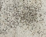 A picture of step 1 of Gujarati fafda.