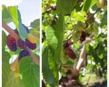 Foto del paso 1 de la receta: Mermelada casera de moras