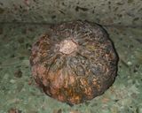 Foto del paso 1 de la receta: Puré de zapallo al rescoldo