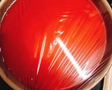 A picture of step 23 of Delicious Yoghurt Rare Cheesecake (without cream cheese).