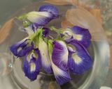 A picture of step 1 of Butterfly pea flower tea.