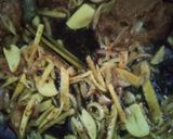 Gambar langkah 4 resipi Daging Belengas.