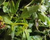 बथुआ साग (Bathua saag recipe in Hindi) रेसिपी चरण 1 फोटो