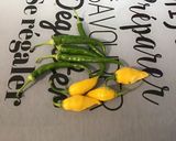 Une image de l'étape 1 de Quatuor de piments au citron, huile d'olive et épices.
