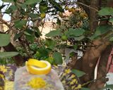 Une image de l'étape 3 de Cake au citron ☕🍋💛🎗️.