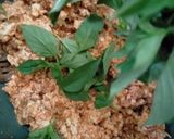 Foto langkah ke 4 dari resep Pepes Tahu Daging Giling.