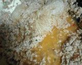 螞蟻上樹的食譜步驟2照片