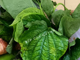 Đậu khuôn cuộn lá lốt