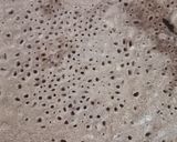 A picture of step 2 of Ragi Dosa.