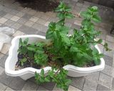 Foto langkah ke 1 dari resep Teh Mint Murni/ Pure Mint Tea (Tanpa tambahan Teh).