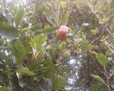 Foto del paso 3 de la receta: Kéfir o Yogur búlgaro de plátano, pera y manzana