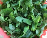 તાજો ફુદી નો(Fresh Pudina recipe in gujarati) રેસીપી સ્ટેપ1ફોટો