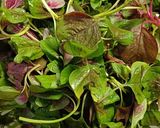 Hình bước làm 4 của món Canh rau dền nấu mọc tôm