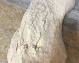 Foto del paso 5 de la receta: Panes saborizados por Romina