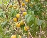Hình bước làm 1 của món Nước mơ và rượu mơ