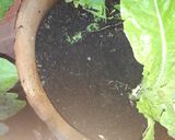 Foto del paso 4 de la receta: Composta rápido, para hortalizas y plantas