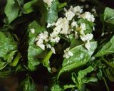 Foto del paso 2 de la receta: Ñoquis de espinaca y calabaza
