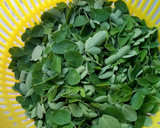 முருங்கை கீரை பொரியல் ரெசிபி ஸ்டேப் 1 புகைப்படம்