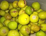 عکس مرحله 1 از دستور شیره انجیر خانگی.مفید برای دستگاه گوارش