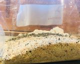 A picture of step 3 of Easy Eggplant 🍆 Parmesan.