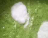 पालक पनीर अप्पम(Palak paneer appam recipe in hindi) रेसिपी चरण 4 फोटो