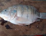 Une image de l'étape 1 de Soupe de poisson (carpe ou tilapia)🐟.