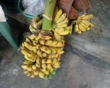 Foto langkah ke 3 dari resep Nogosari.