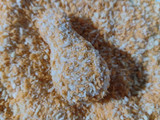 Nugget Tempe (Bentuk Paha Ayam)