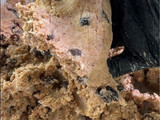 Almond Meal Cinnamon Raisin Cookies