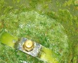 A picture of step 2 of Palak Paneer.